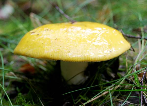 Russula claroflava, southern Ireland