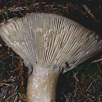 Stem and gills of Russula densifolia