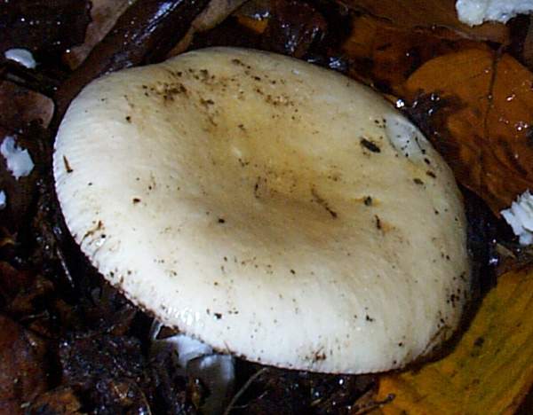 Russula farinipes