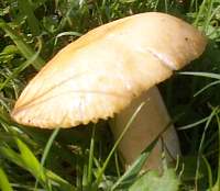 Cap of Russula farinipes