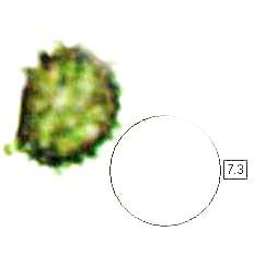 Spores of Russula fellea