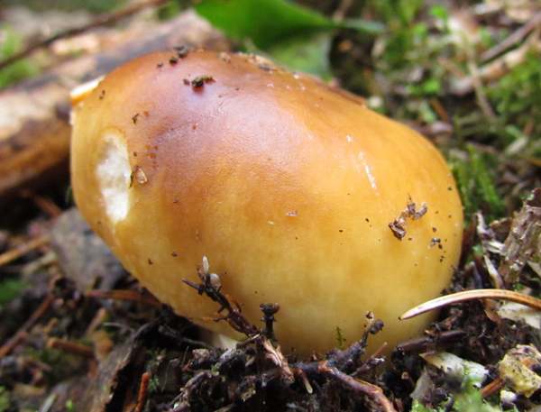 Russula foetens - Stinking Brittlegill, Isle of Bute, Scotland