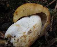 Gills and stem of Russula foetens - Stinking Brittlegill