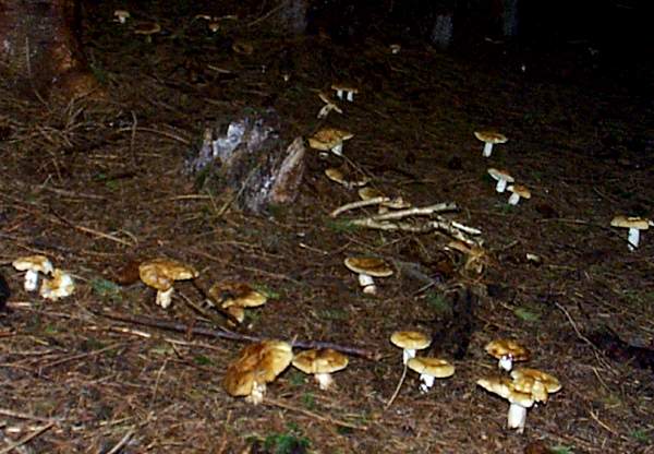 Russula foetens in spruce woodland, Wales UK