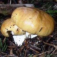 Mature specimen of Russula foetens