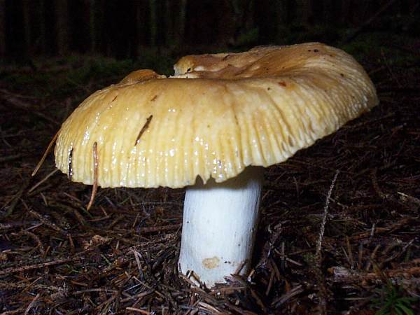 Russula foetens - Stinking Brittlegill, Pembrokeshire, Wales