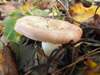 Russula gracillima, Slender Brittlegill