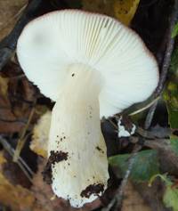 Gills and stem of Russula gracillima, Slender Brittlegill