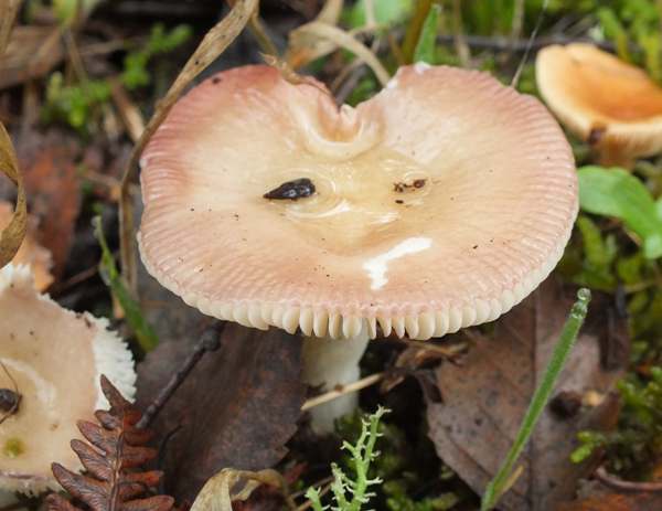 Russula gracillima, Cambridgeshire UK