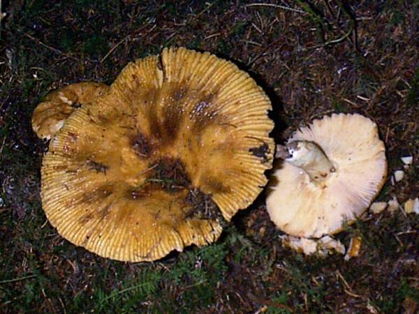 Russula grata - Bitter Almond Brittlegill
