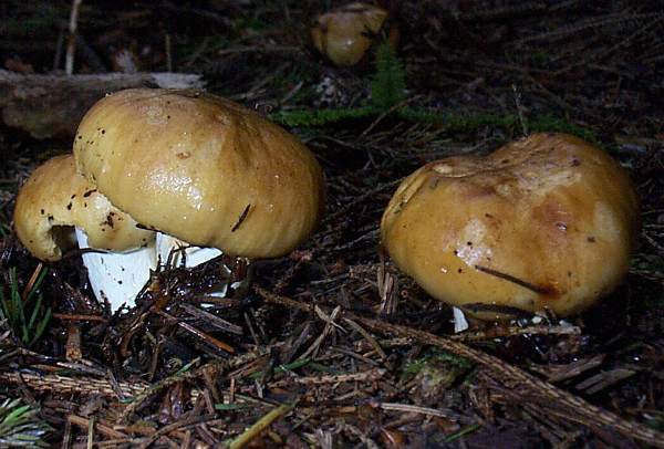 Russula grata - Bitter Almond Brittlegill