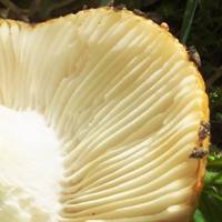 Gills of Russula grata