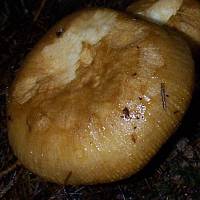 Cap of Russula grata