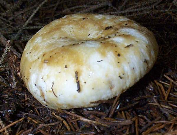 Russula illota, Freckled Brittlegill