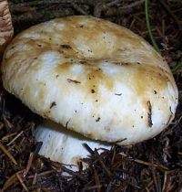 Cap of Russula illota, Freckled Brittlegill