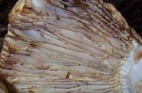 Gills of Russula illota