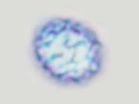 Spore of Russula ionochlora