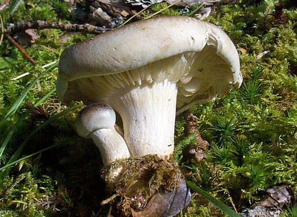 Russula nigricans - Blackening Brittlegill