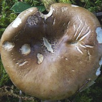 cap of Russula nigricans