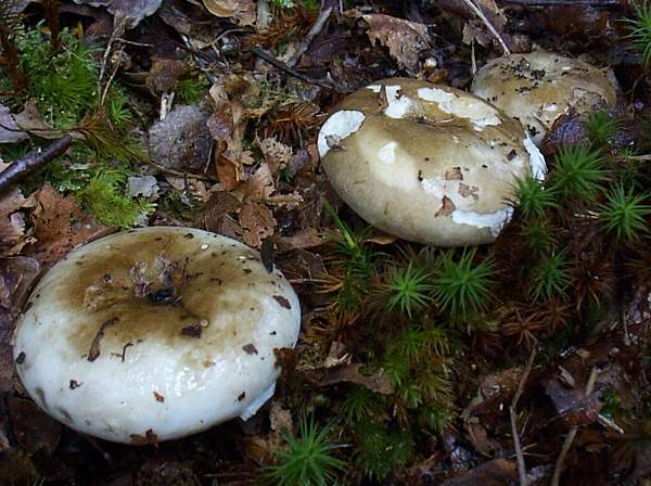 Russula nigricans - Blackening Brittlegill, young fruitbodies