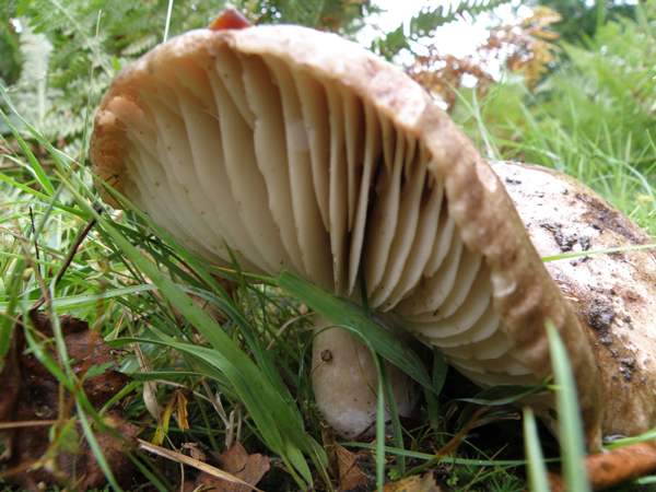 Russula nigricans - Blackening Brittlegill, New Forest, Hampshire, England