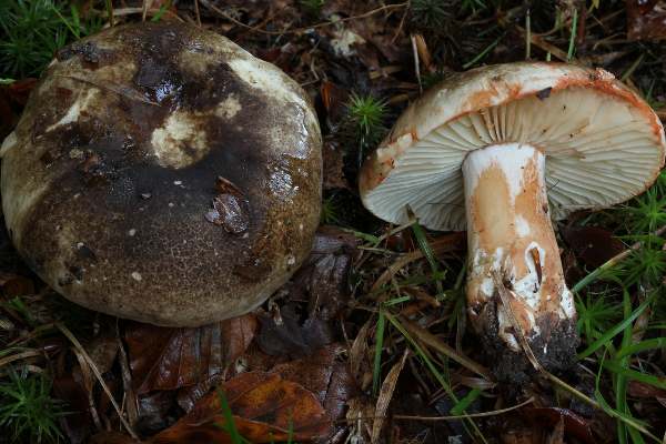Russula nigricans - Blackening Brittlegill, Hampshire, England