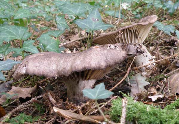 Russula nigricans in spruce woodland, Wales UK