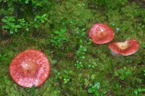 Russula paludosa, southern Sweden