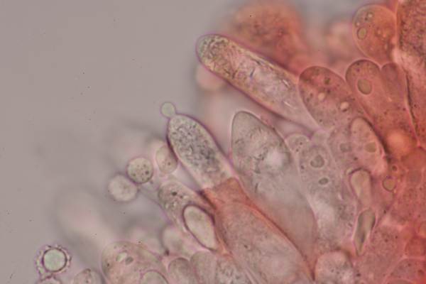 Chgeilocystidia of Russula parazurea