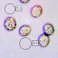 Spores, Russula parazurea
