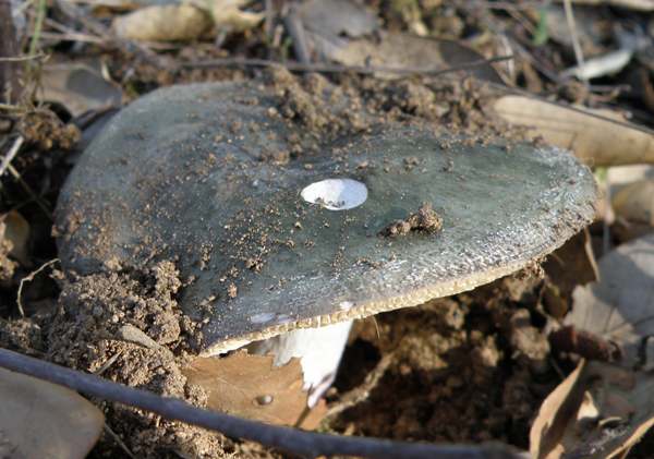 Russula parazurea, Powdery Brittlegill, Wales UK