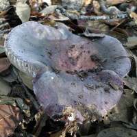 Russula paruzarea - young cap