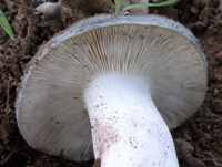 Gills of Russula paruzarea