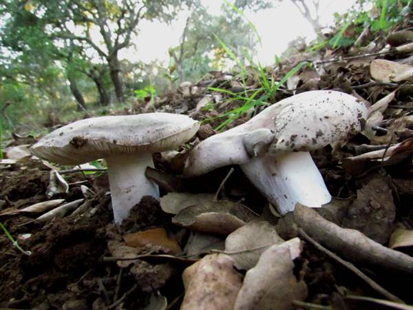 Russula parazurea, Powdery Brittlegill, Portugal