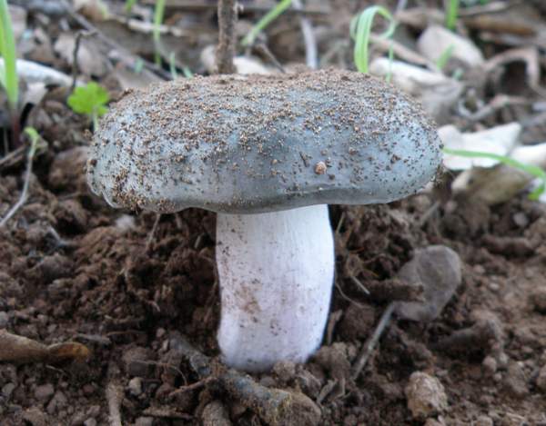 Russula parazurea, Powdery Brittlegill, Hampshire, England