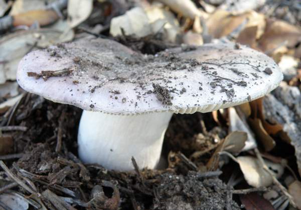 Russula parazurea, Powdery Brittlegill, southern Portugal