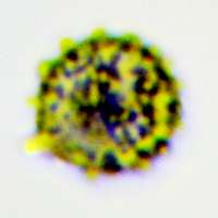Spore of Russula praetervisa