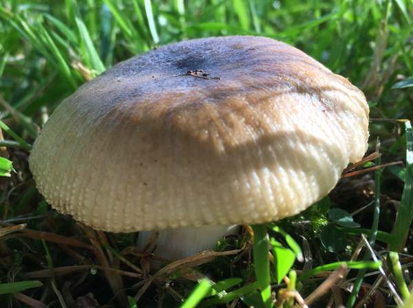 Russula praetervisa