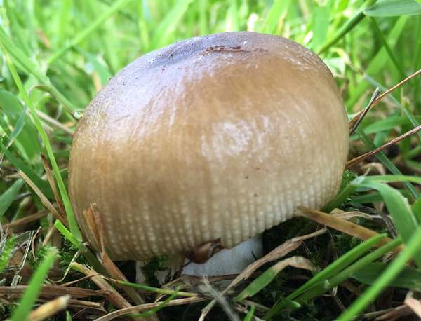 Russula praetervisa, young fruitbody