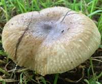 Cap of Russula praetervisa