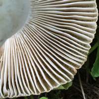Gills of Russula praetervisa
