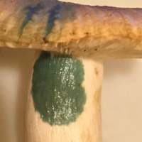 Gills of Russula praetervisa