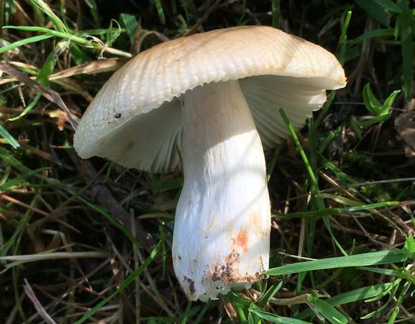 Russula praetervisa, mature fruitbody showing gills and stem