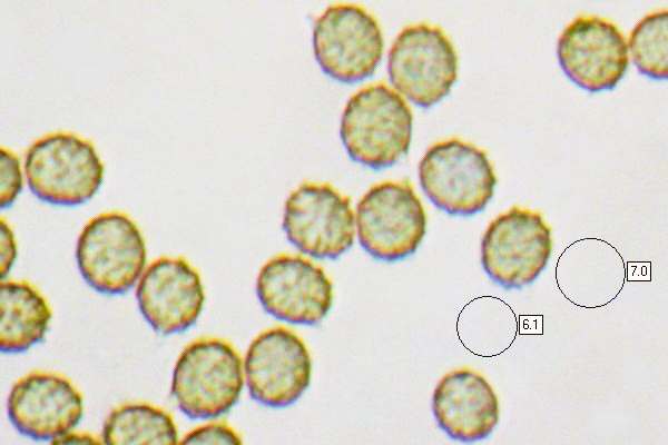 Spores of Russula queletii