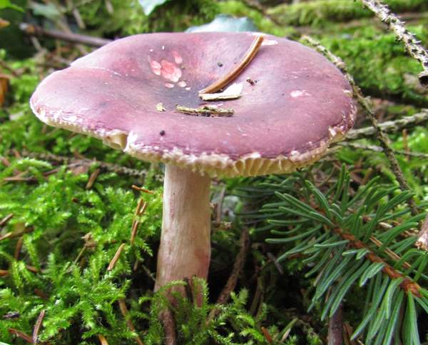 Russula queletii, Fruity Brittlegill