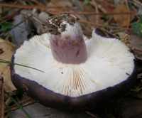 Gills of Russula queletii
