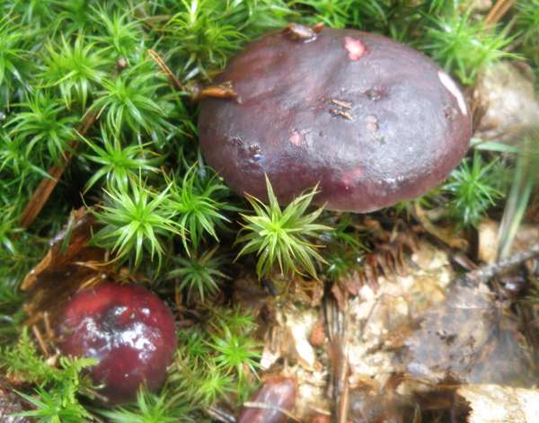 Russula queletii, Fruity Brittlegill, Wales