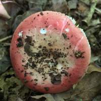 Cap of Russula rutila, Ruddy Brittlegill
