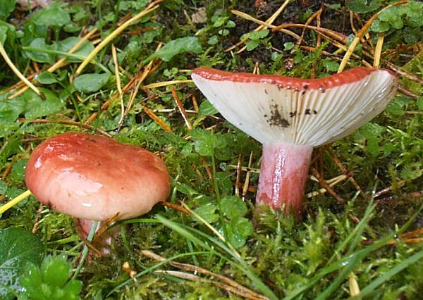Russula sanguinaria - Bloody Brittlegill