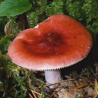Cap of Russula sanguinaria